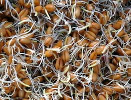 проращенная пшеница