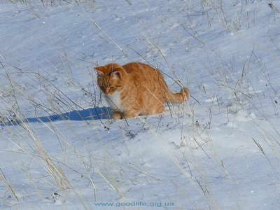 Ласковая кошка