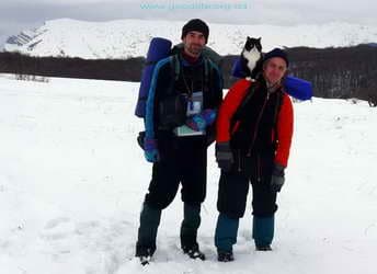 Кот на плечах