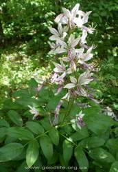 Ясенец голостолбиковый(купина неопалимая)-ядовитое растение Крыма