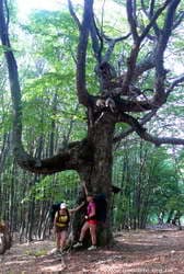 могучий бук