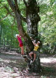 могучий бук