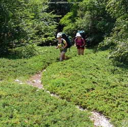 тропа через можжевельник