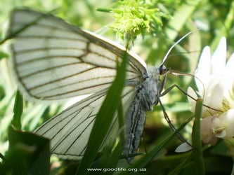 горные бабочки