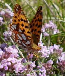 горные бабочки