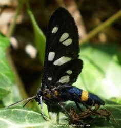 горные бабочки