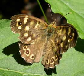 горные бабочки