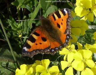 горные бабочки