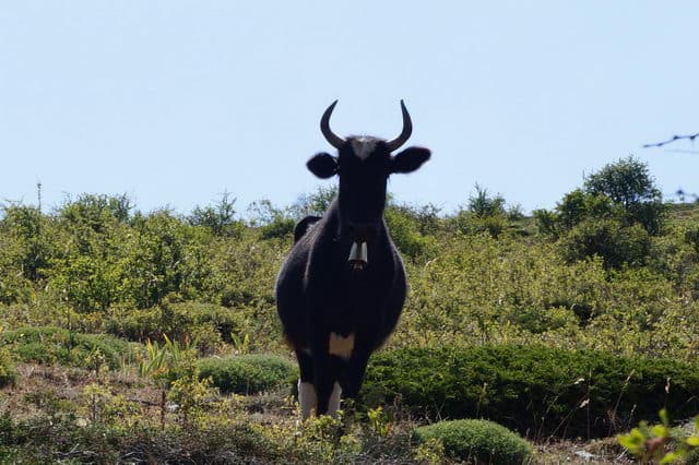 Отзыв о походе и восхождении на Демавенд в Иране