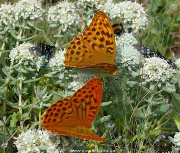 бабочки бабочки