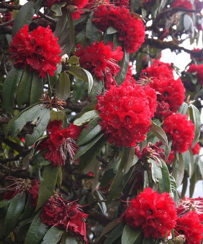 Непал-трек к Базовому лагерю Аннапурны