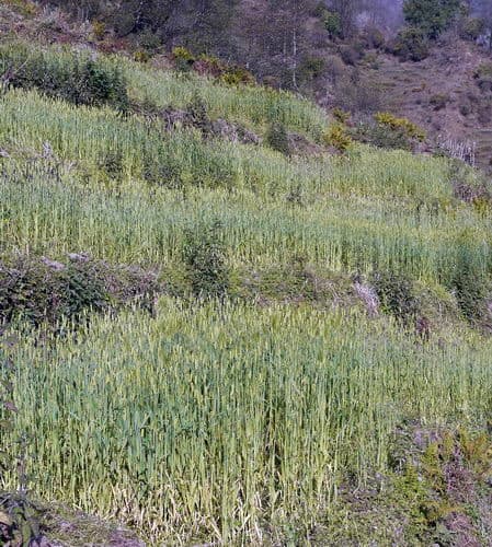 Непал-трек к Базовому лагерю Аннапурны