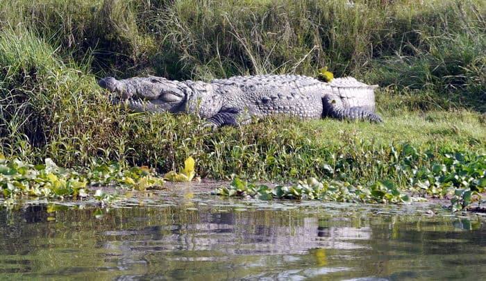 Непал-трек к Базовому лагерю Аннапурны
