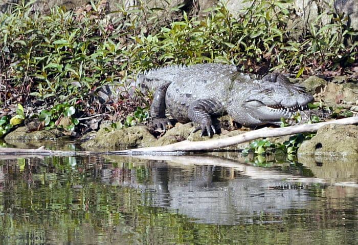 Непал-трек к Базовому лагерю Аннапурны