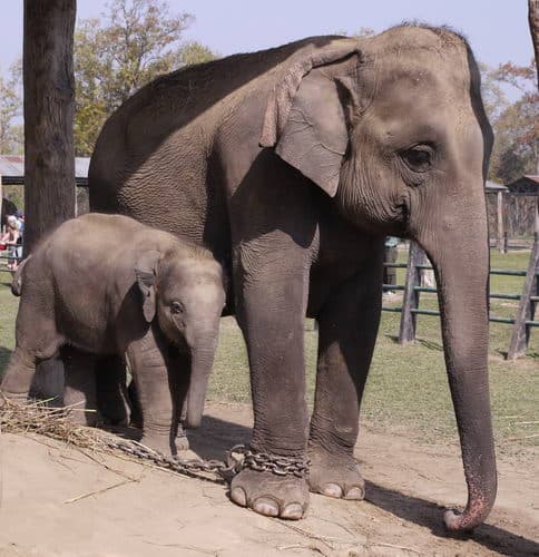 Непал-трек к Базовому лагерю Аннапурны