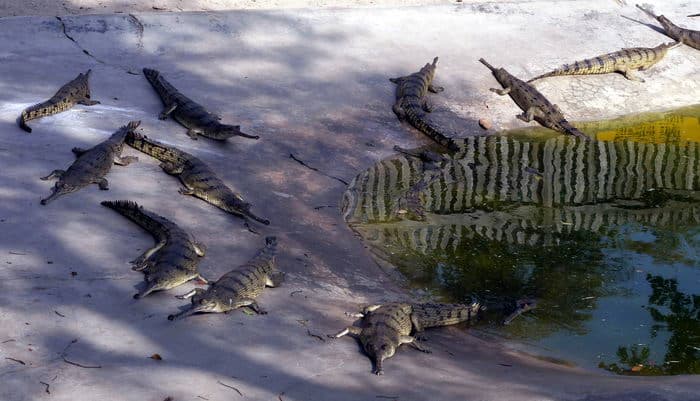 Непал-трек к Базовому лагерю Аннапурны