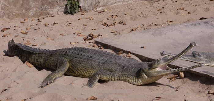 Непал-трек к Базовому лагерю Аннапурны