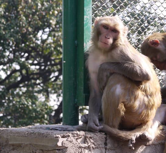 Непал-Катманду