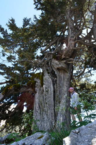 Поход по Турции можжевельник