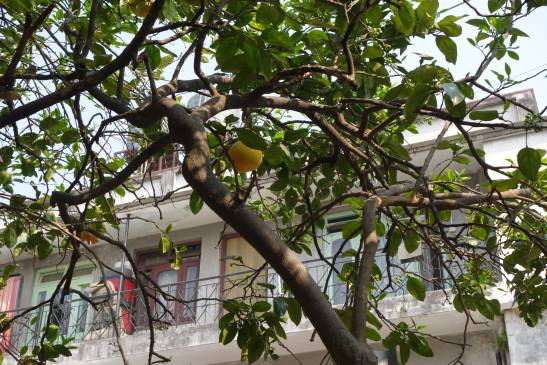 трек к базовому лагерю аннапурны, Непал