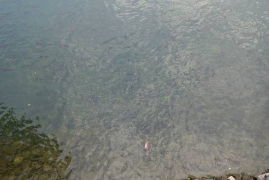 трек к базовому лагерю аннапурны, Непал