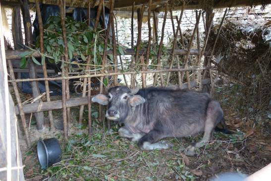 трек к базовому лагерю аннапурны, Непал