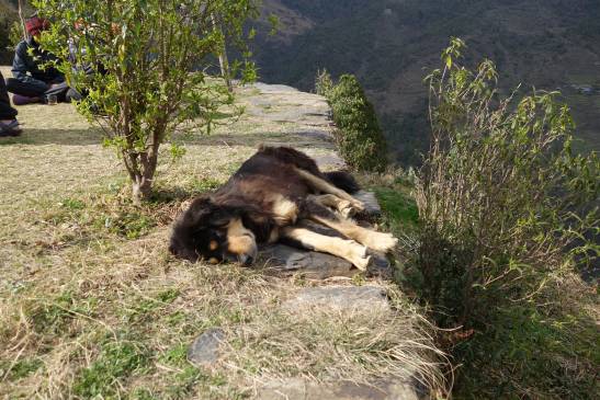 трек к базовому лагерю аннапурны, Непал