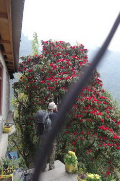 трек к базовому лагерю аннапурны, Непал