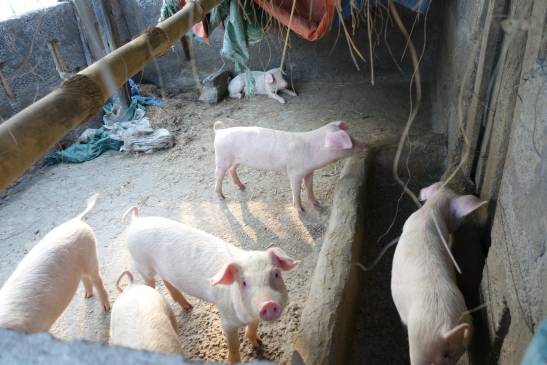 трек к базовому лагерю аннапурны, Непал