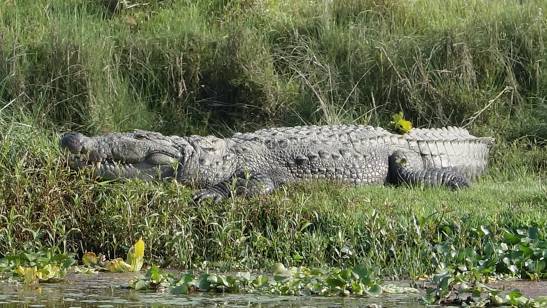трек к базовому лагерю аннапурны, Непал