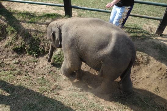 трек к базовому лагерю аннапурны, Непал