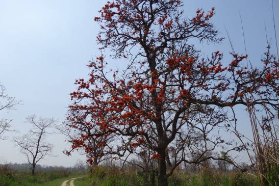 трек к базовому лагерю аннапурны, Непал