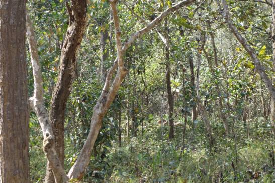 трек к базовому лагерю аннапурны, Непал