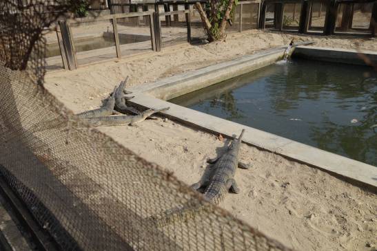 трек к базовому лагерю аннапурны, Непал