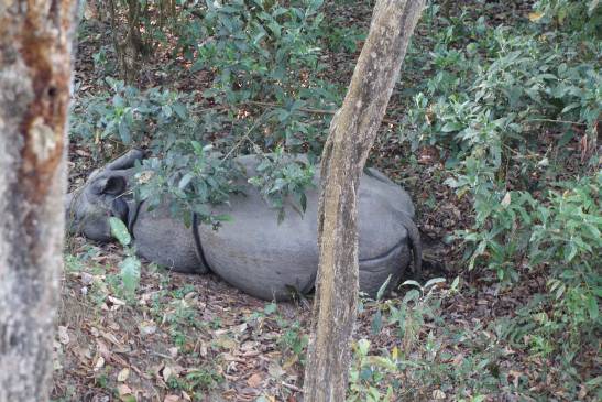 трек к базовому лагерю аннапурны, Непал