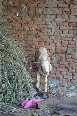 трек к базовому лагерю аннапурны, Непал