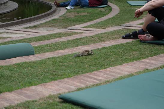 трек к базовому лагерю аннапурны, Непал