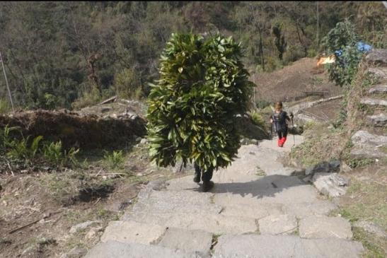 трек к базовому лагерю аннапурны, Непал
