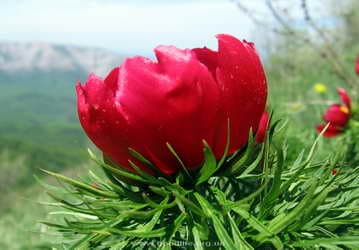 горный пион