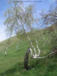 скрюченные берёзы