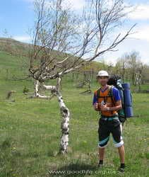 скрюченные берёзы