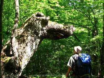 крокодил Гена