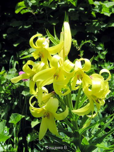 поход по Грузии-Верхняя Сванетия