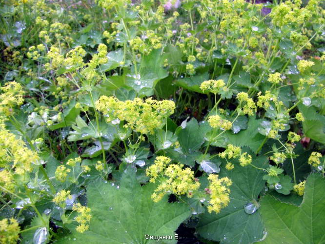 поход по Грузии-Верхняя Сванетия