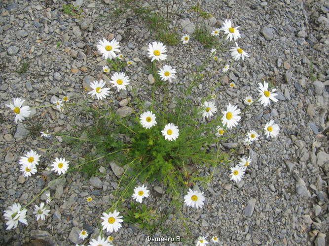 поход по Грузии-Верхняя Сванетия