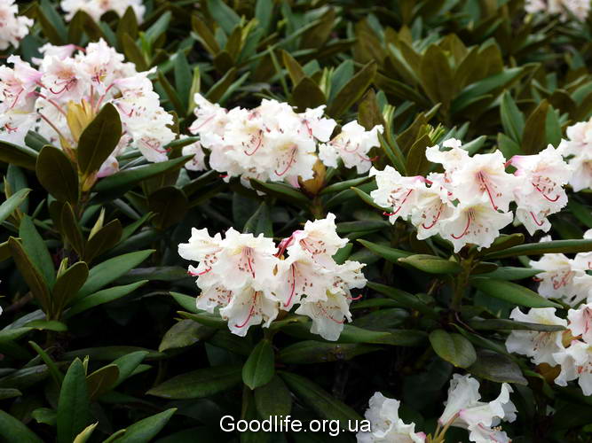 поход по Грузии-Верхняя Свенетия