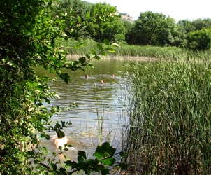 Купание в озере