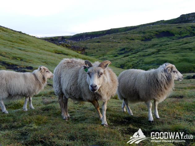 Отзыв о походе по Исландии