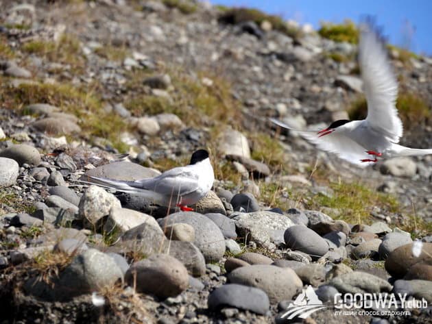 Отзыв о походе по Исландии