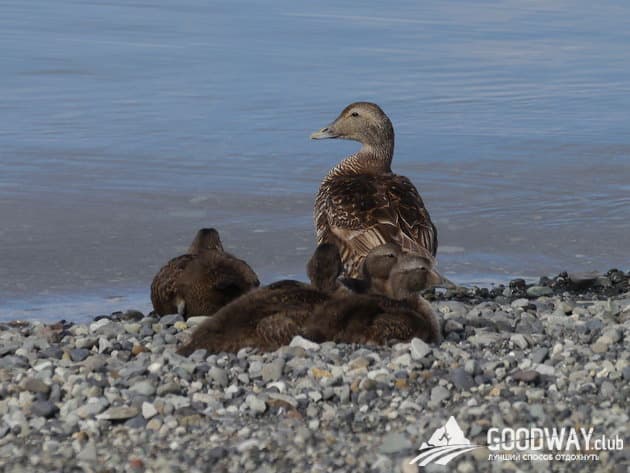 Отзыв о походе по Исландии